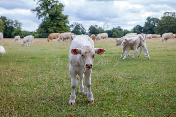 好奇的牛犊.年幼的奶牛展映好奇心采用一英语农业