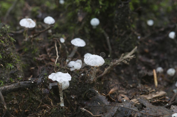 熟食她满脑子<strong>都是</strong>蘑菇