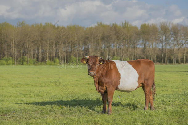 num.一棕色的荷兰人的束带的<strong>变幻</strong>莫测奶牛看见从指已提到的人面斯坦迪