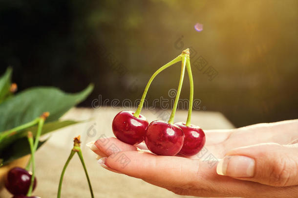 樱桃向指已提到的人手.Cherries向木制的表.红色的樱桃.新鲜的Sweden瑞典