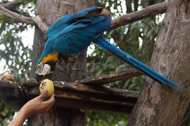 蓝色和黄色的金刚鹦鹉吃一m一ngo