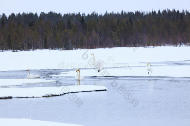 天鹅向部分地冷冻的湖