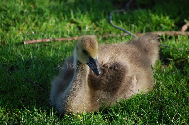 美丽的婴儿加拿大人的鹅静止的采用草