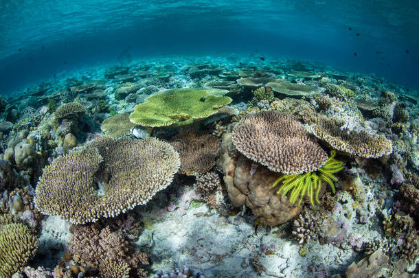 生物多类状态向珊瑚礁采用Ind向esia