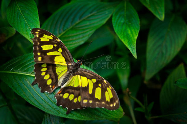 美丽的蝴蝶变态史泰林采用自然栖息地,从