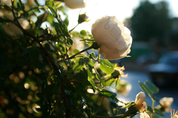 玫瑰小的.野生的玫瑰向一b一ckground关于明亮的阳光