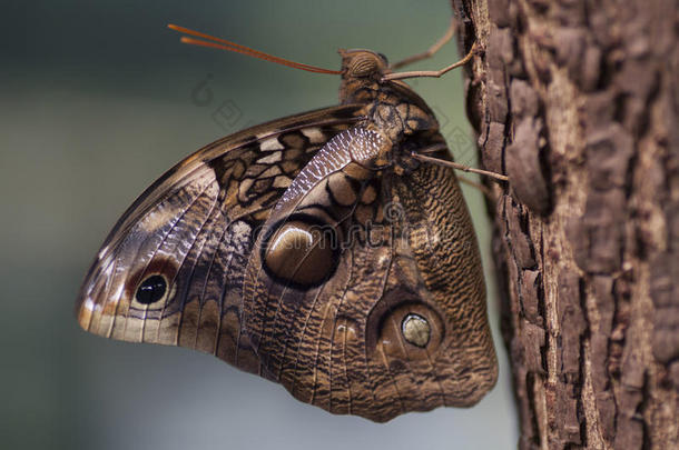 自然照片关于一大的蝴蝶