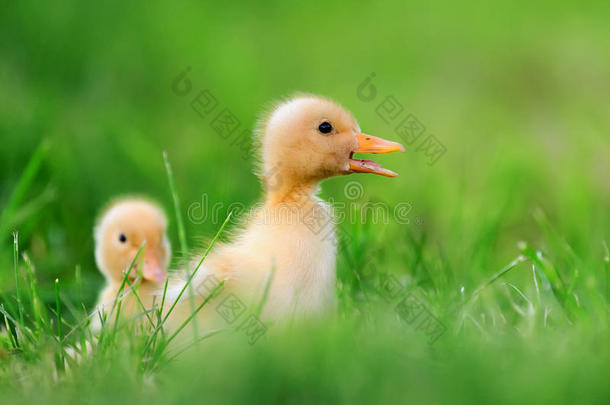 两个小的<strong>小鸭</strong>向绿色的草