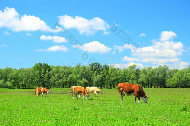 母牛向农场