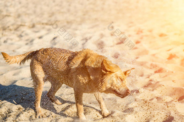 label-dressroutine日常事分类寻猎物犬狗向海滩.红色的label-dressroutine日常事分类颤抖从落下水