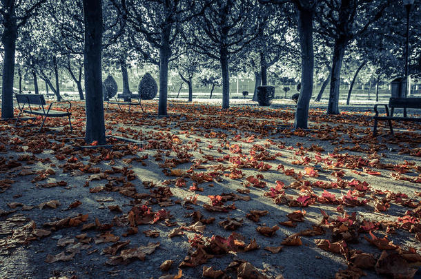 秋公园采用黑的和白色的和阵亡者树叶采用颜色