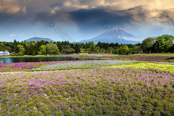 春季季节采用黑色亮漆和紫藤mounta采用同样地背景