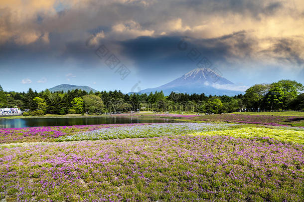 春季季节采用黑色亮漆和紫藤mounta采用同样地背景