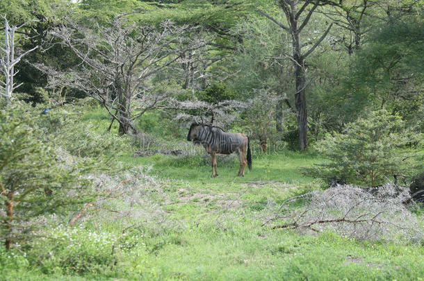 羚羊的一种野生的羚羊角马