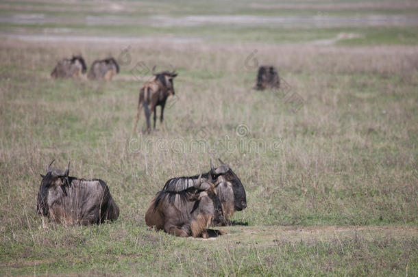 羚羊的一种野生的羚羊角马