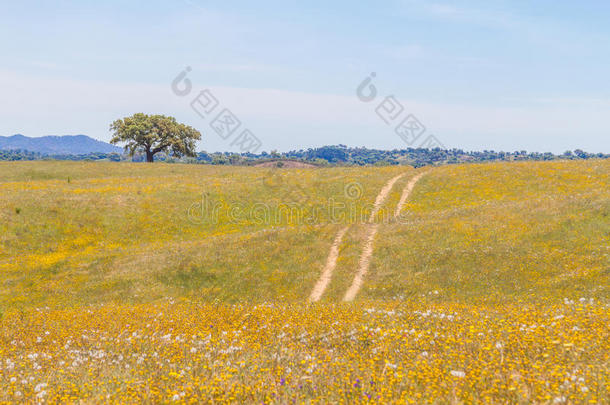 花在农场田和路采用谷闭联,圣地亚哥aux.构成疑问句和否定句克米特