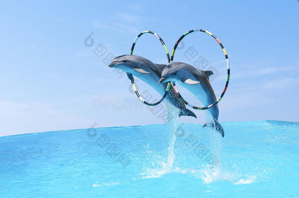 跳指已提到的人两个大大地宽吻海豚海豚宽吻海豚海豚&字母x28;