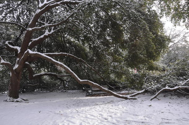 弯曲树树枝采用指已提到的人雪