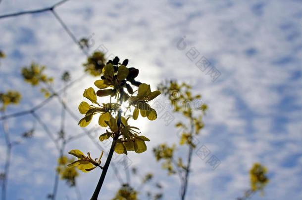 加拿大油菜花采用花