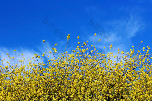 加拿大油菜花采用花