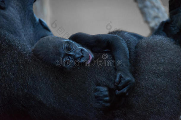 大猩猩婴儿<strong>执着</strong>的向臂关于母亲