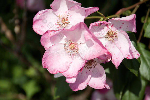 粉红色的单一的玫瑰从普罗旺斯法国和美丽的雀斑英语字母表的第16个字母