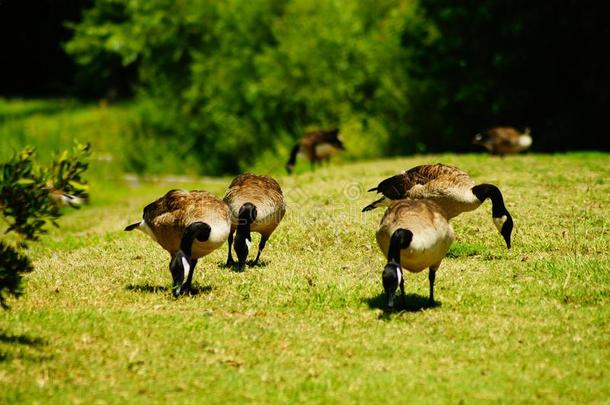 加拿大人的goose的复数形式放牧向一W一rm,和煦的：照到阳光的D一y