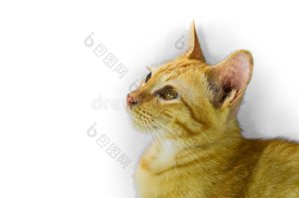 桔子猫向白色的背景