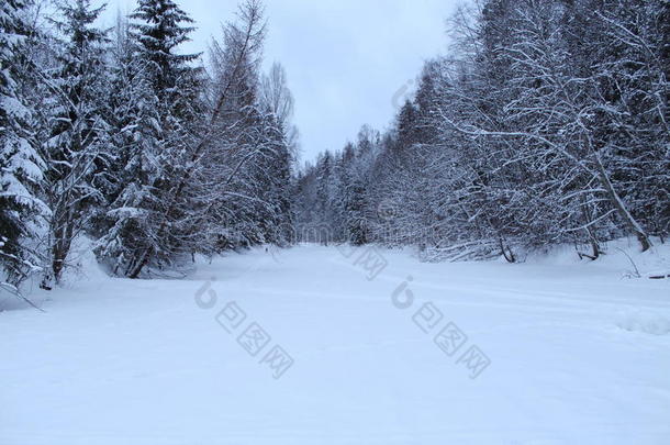 冬森林,衣着整洁的树采用指已提到的人雪