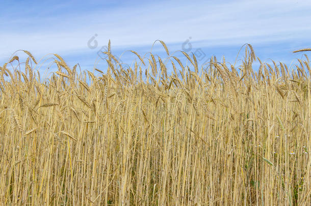 小麦田采用波尔图科沃