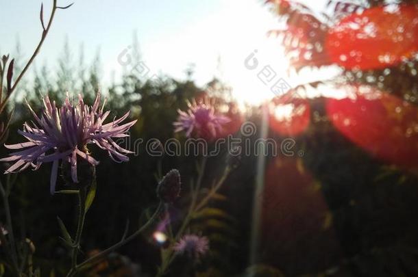 矢车菊植物开花和紫色的花采用明亮的日出