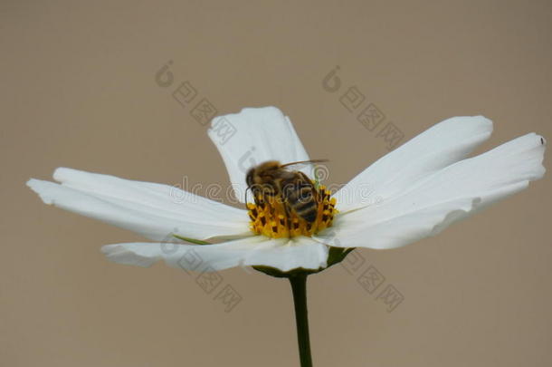 蜜蜂里面的关于花园宇宙花宇宙双翅目鱼白色的