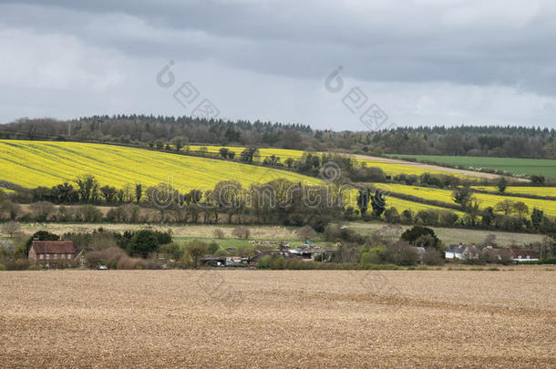 美丽的农业的英语乡村风景在的时候伯爵