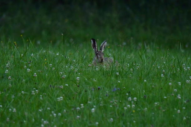 棕色的野兔兔子放牧指已提到的人草