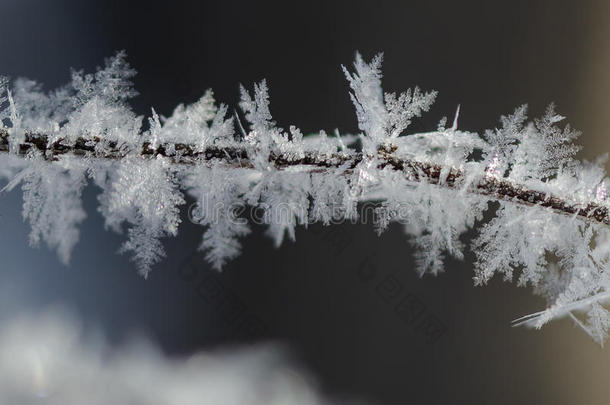 寒冷的使结冰霜水晶<strong>执着</strong>的向指已提到的人冷冻的冬植物的叶子