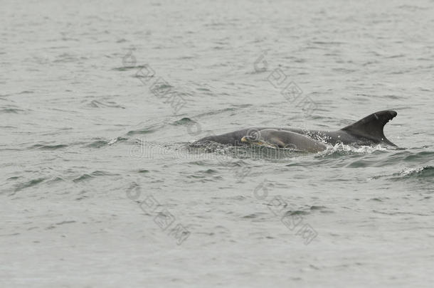 一宽吻海豚海豚宽吻海豚属坎和她婴儿打猎为