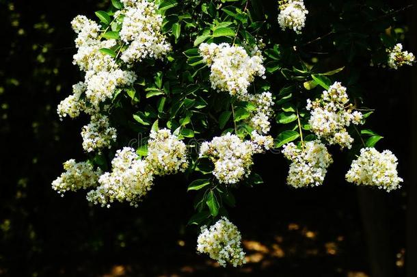 白色的花采用花关于一绉纱桃金娘科植物