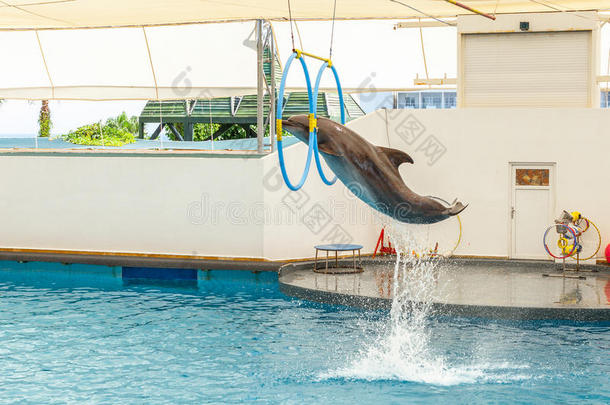 海豚用于跳跃的通过一箍