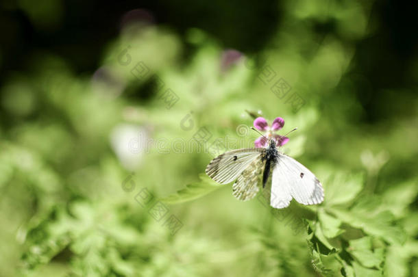 小的甘蓝蝴蝶白色的向花