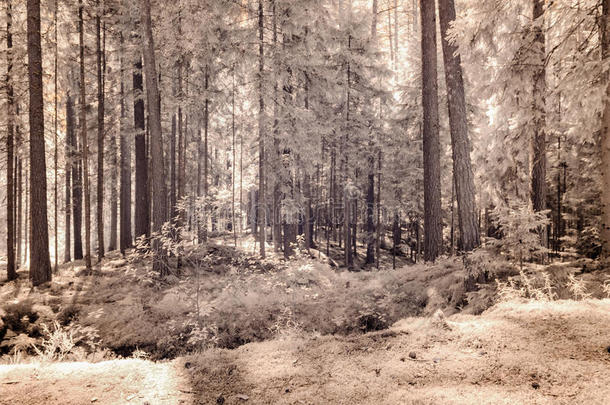 红外线的照相机影像.森林看法