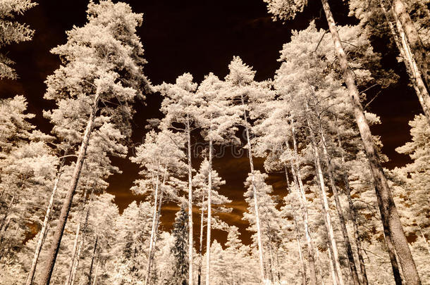 红外线的照相机影像.以天空为主题的画通过树和树叶