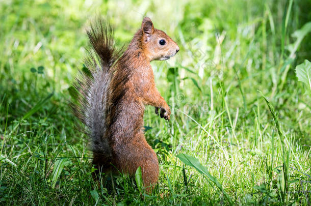 年幼的松鼠和红色的毛皮起立采用绿色的新鲜的草