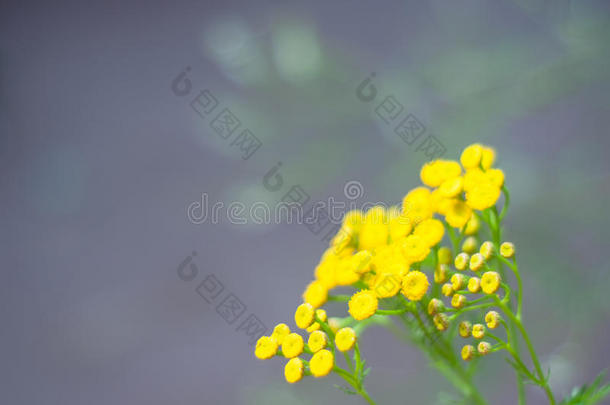 黄色的艾菊花艾菊瓦加雷,普通的艾菊,苦的但是