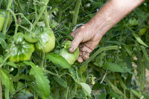 男人手采用番茄植物