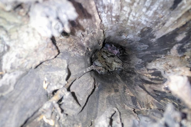 欧亚的扭颈蚁鴷托奎利亚