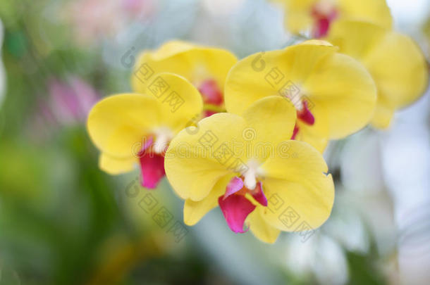黄色的兰花花束发出难闻气味的芳香的轻松.