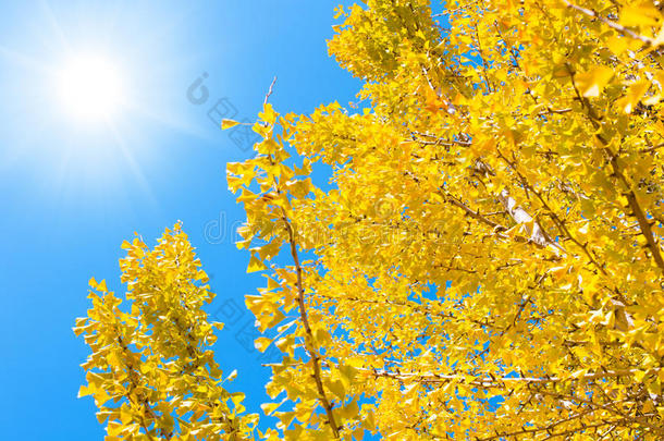 <strong>黄色</strong>的<strong>银杏树</strong>和蓝色天和煦的：照到阳光的一天