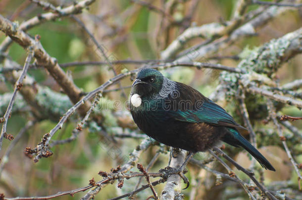 新的西兰岛本国的蜜雀鸟采用树