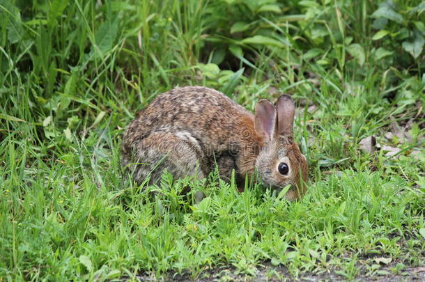 东方的棉尾兔兔子棉尾兔属弗洛里达纳斯。