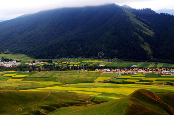 青海<strong>祁连卓尔山</strong>风景和油菜花